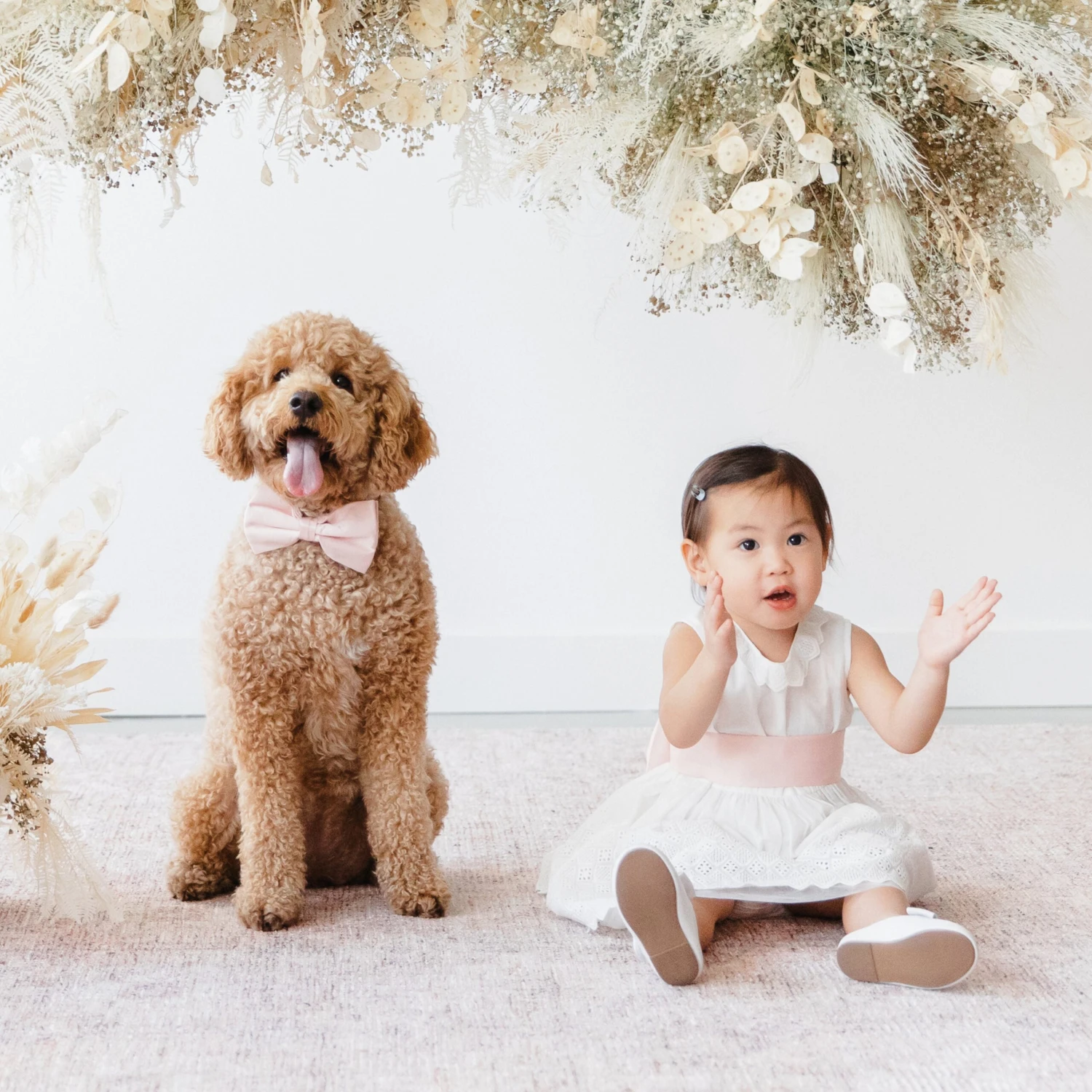 Sadie Dog Bow Tie Collar - Sheen Pale Pink 4 Sadie Dog Bow Tie Collar - Sheen Pale Pink - Image 2