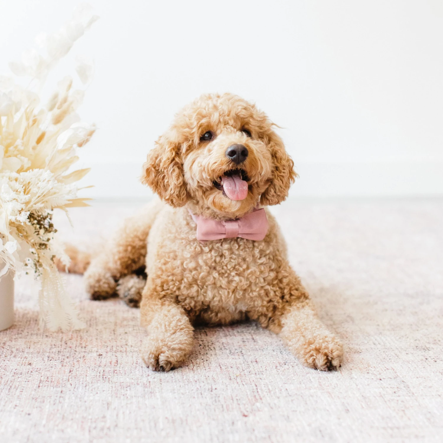 Sadie Dog Bow Tie Collar - Sheen Light Pink 4 Sadie Dog Bow Tie Collar - Sheen Light Pink - Image 2
