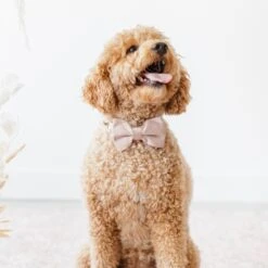 Sadie Dog Bow Tie Collar - Sheen Taupe -Elegance Bridal Store BIRDY GREY MUGGSY DOG BOW TIE COLLAR TAUPE 02