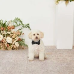 Sadie Dog Bow Tie Collar - Black -Elegance Bridal Store black sadie dog bow tie collar 01 1 e21dfe55 40b0 4e61 a822 8a657ff9043b