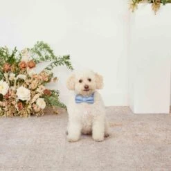 Sadie Dog Bow Tie Collar - Dusty Blue 9 Sadie Dog Bow Tie Collar - Dusty Blue -Elegance Bridal Store dusty blue sadie dog bow tie collar 01 18784142 bcfa 45d9 bfda 540182690b04