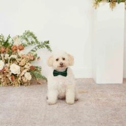 Sadie Dog Bow Tie Collar - Emerald -Elegance Bridal Store emerald sadie dog bow tie collar 01 cc46947c 52ef 48e0 a43b 23a2acb088fd