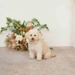 Sadie Dog Bow Tie Collar - Neutral Champagne 9 Sadie Dog Bow Tie Collar - Neutral Champagne -Elegance Bridal Store neutral champagne sadie dog bow tie collar 01 2971bd0b 87c3 43d9 82e3 04de33fa71c8