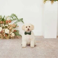 Sadie Dog Bow Tie Collar - Olive -Elegance Bridal Store olive sadie dog bow tie collar 01 bb81b87d 06d8 4711 bbef bac8bbfe109c