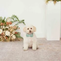 Sadie Dog Bow Tie Collar - Sea Glass 9 Sadie Dog Bow Tie Collar - Sea Glass -Elegance Bridal Store sage sadie dog bow tie collar 01 0a9ca276 20c2 4c5f 9d00 487fa44f77ad