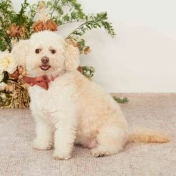Sadie Dog Bow Tie Collar - Terracotta -Elegance Bridal Store terracotta sadie dog bow tie collar 01 c7e26c99 5cde 48f3 a245 ee713c9948e4
